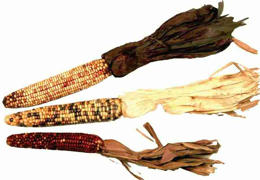 Photo Objects - Digital Juice Presentation Library ></a>
<script language=JavaScript> 
  var txt = 