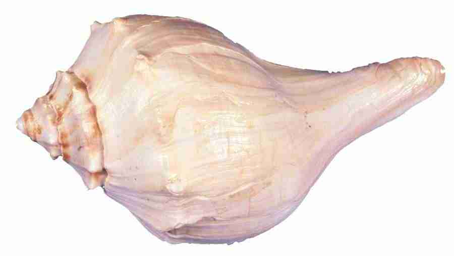 Photo Objects - Digital Juice Presentation Library ></a>
<script language=JavaScript> 
  var txt = 