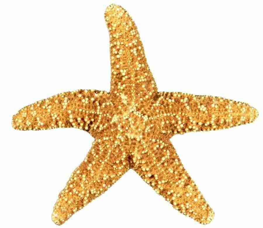 Photo Objects - Digital Juice Presentation Library ></a>
<script language=JavaScript> 
  var txt = 