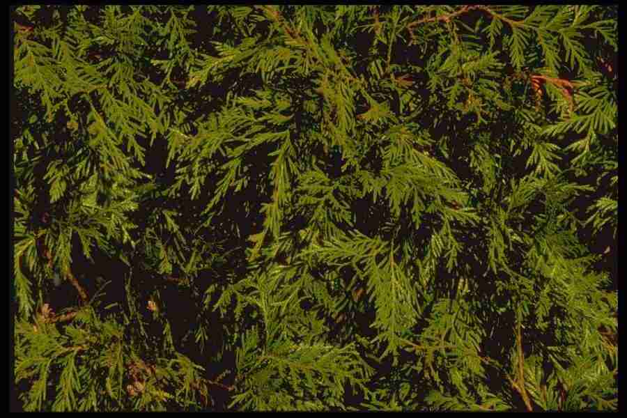 Backgrounds and Textures2 - DiAMAR ></a>
<script language=JavaScript> 
  var txt = 