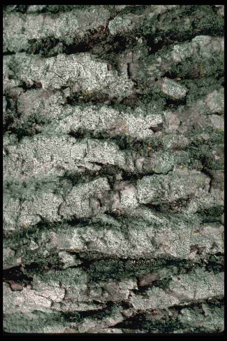 Backgrounds and Textures 7 - DiAMAR ></a>
<script language=JavaScript> 
  var txt = 