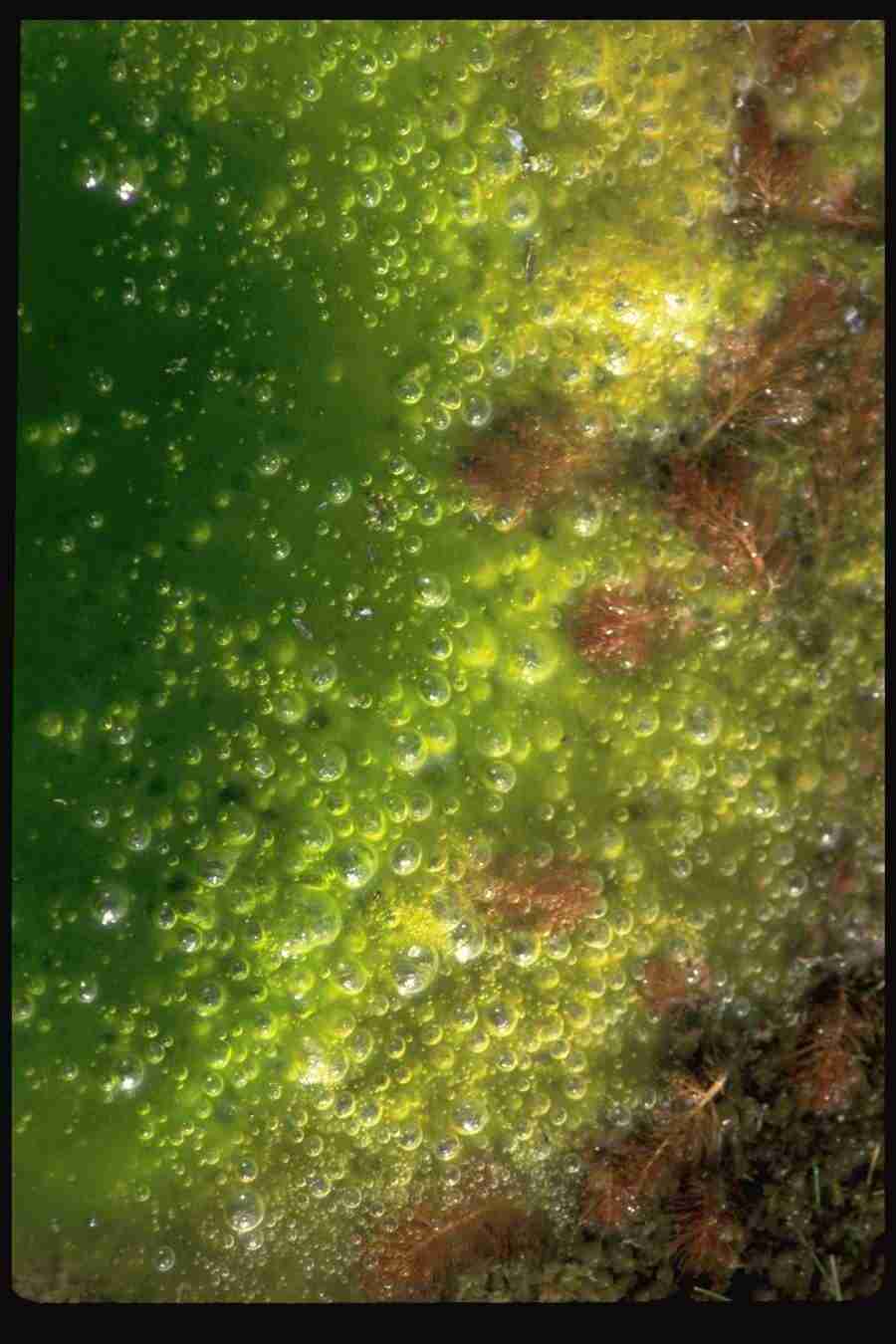 Backgrounds and Textures 7 - DiAMAR ></a>
<script language=JavaScript> 
  var txt = 