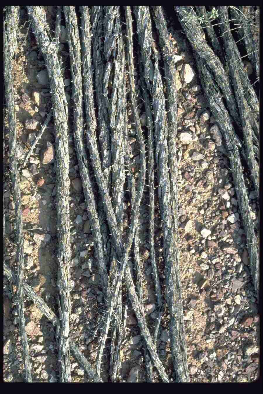 Backgrounds and Textures 7 - DiAMAR ></a>
<script language=JavaScript> 
  var txt = 