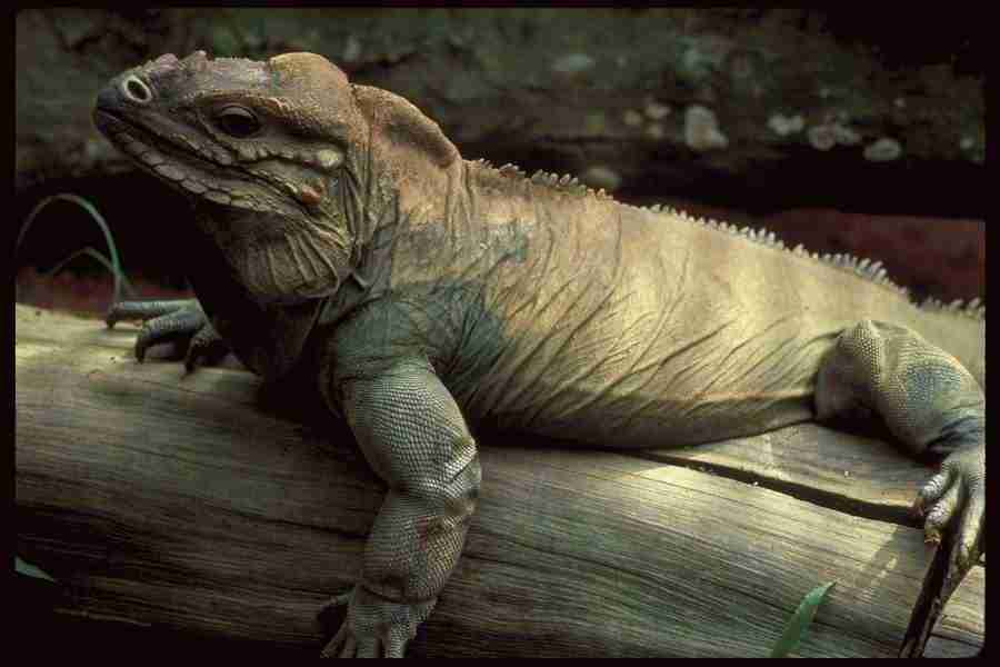 Nature and Animals - DiAMAR ></a>
<script language=JavaScript> 
  var txt = 