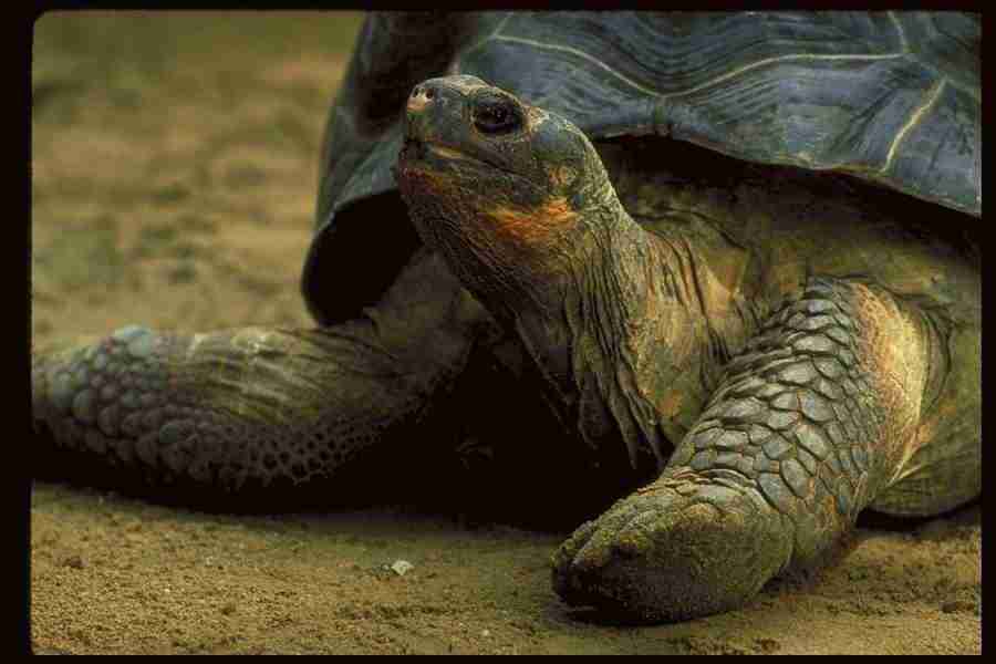 Nature and Animals - DiAMAR ></a>
<script language=JavaScript> 
  var txt = 