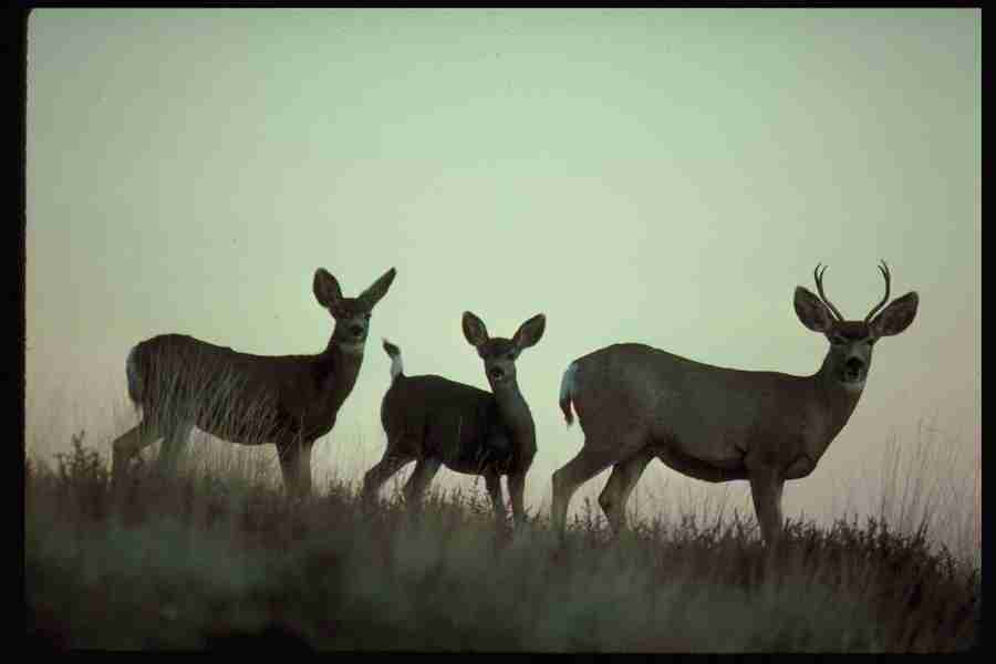 Nature and Animals - DiAMAR ></a>
<script language=JavaScript> 
  var txt = 