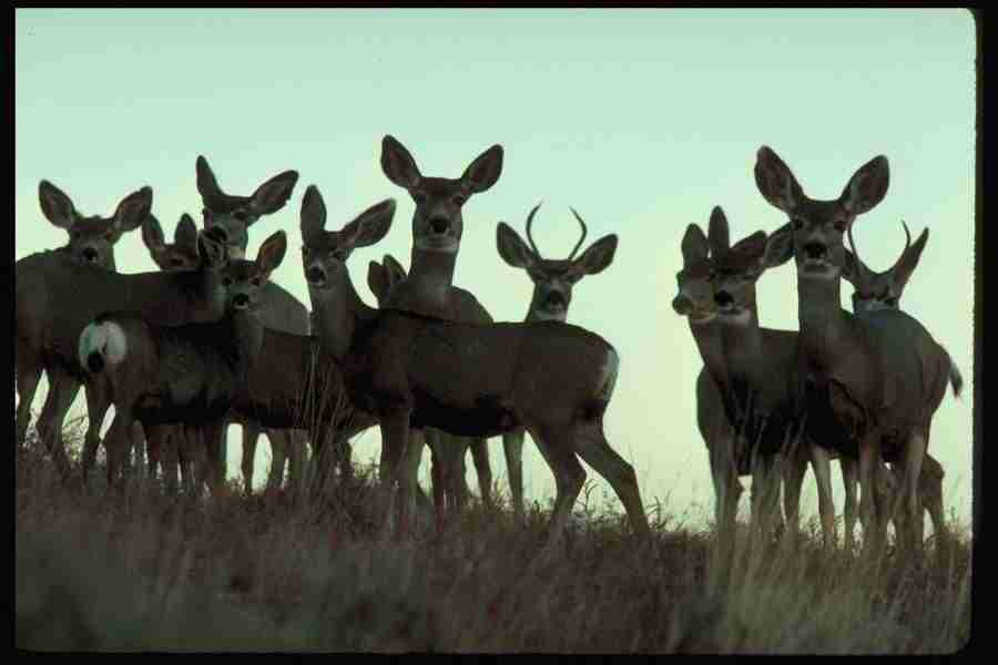 Nature and Animals - DiAMAR ></a>
<script language=JavaScript> 
  var txt = 