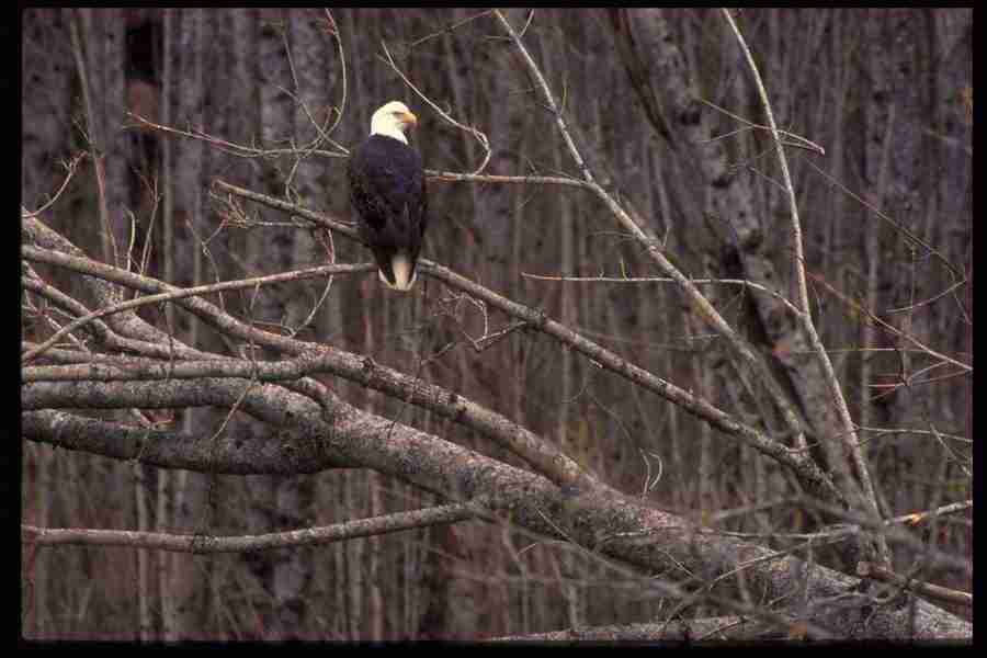 Nature and Animals - DiAMAR ></a>
<script language=JavaScript> 
  var txt = 