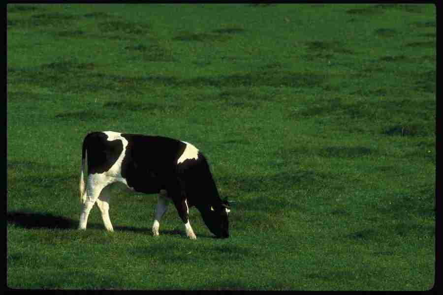 Nature and Animals - DiAMAR ></a>
<script language=JavaScript> 
  var txt = 