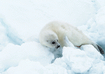 Datacraft Sozaijiten : Arctic Animals 