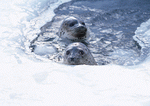Datacraft Sozaijiten : Arctic Animals 