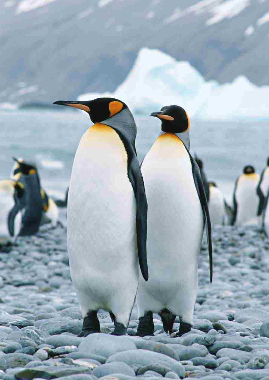 Arctic Animals - Datacraft Sozaijiten  ></a>
<script language=JavaScript> 
  var txt = 