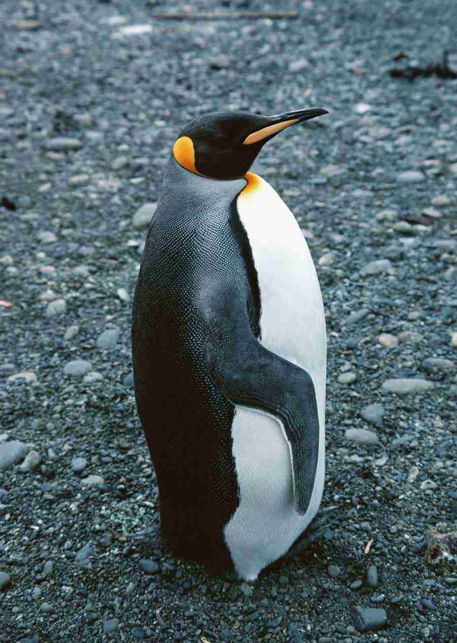 Arctic Animals - Datacraft Sozaijiten  ></a>
<script language=JavaScript> 
  var txt = 