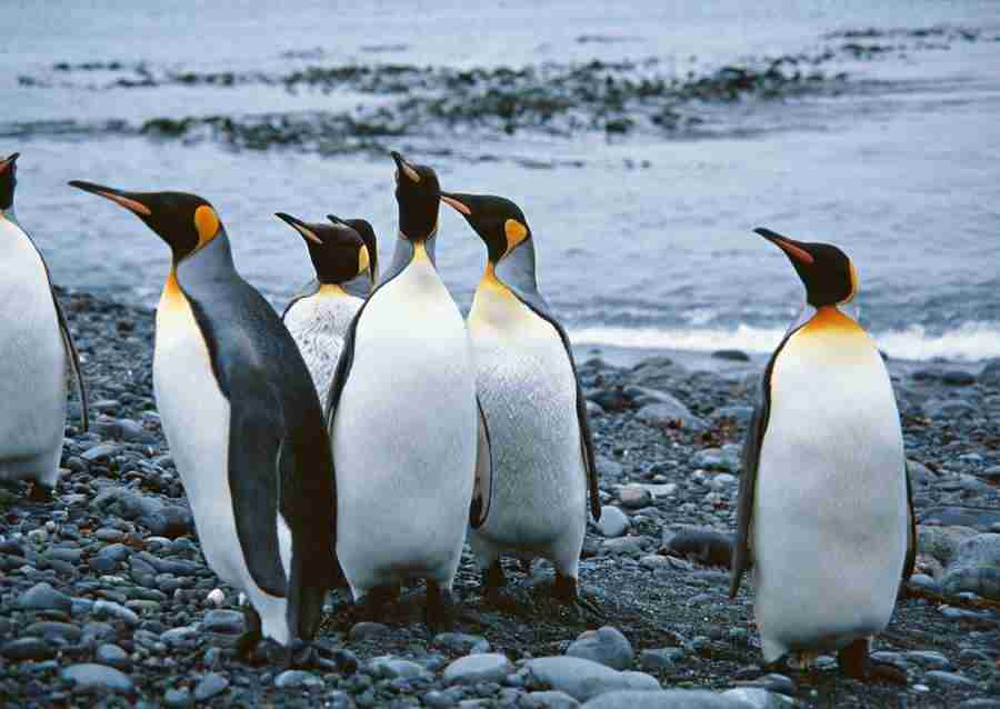Arctic Animals - Datacraft Sozaijiten  ></a>
<script language=JavaScript> 
  var txt = 