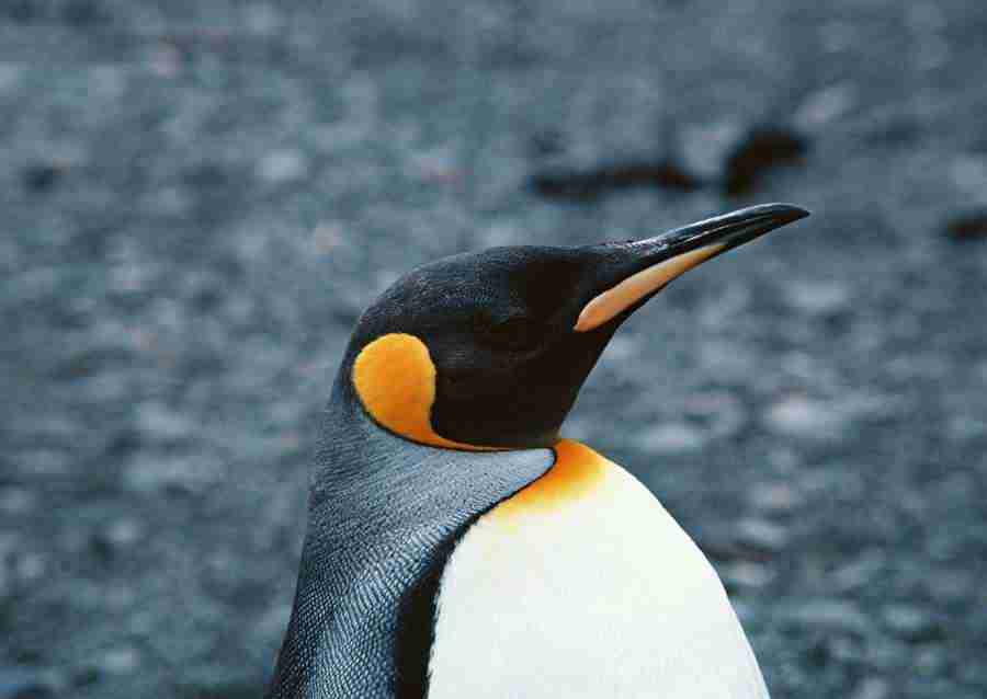 Arctic Animals - Datacraft Sozaijiten  ></a>
<script language=JavaScript> 
  var txt = 