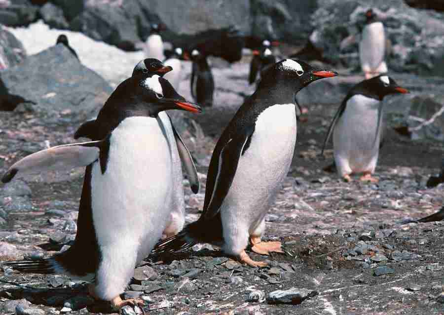 Arctic Animals - Datacraft Sozaijiten  ></a>
<script language=JavaScript> 
  var txt = 
