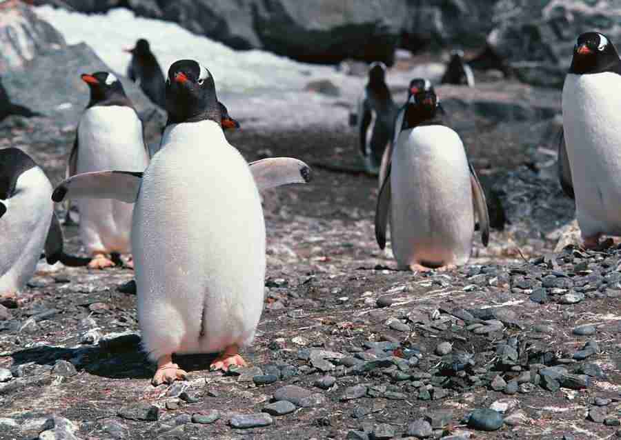 Arctic Animals - Datacraft Sozaijiten  ></a>
<script language=JavaScript> 
  var txt = 
