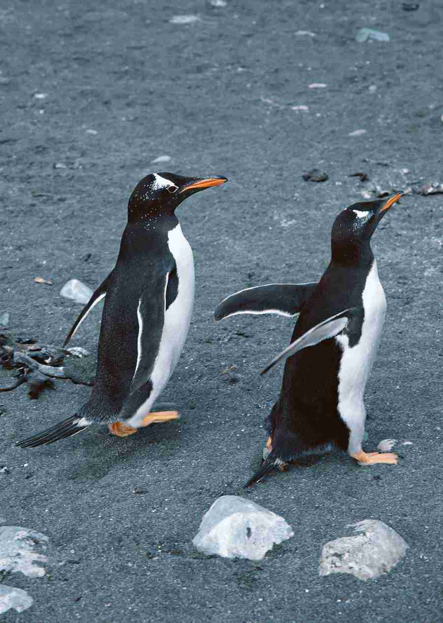 Arctic Animals - Datacraft Sozaijiten  ></a>
<script language=JavaScript> 
  var txt = 