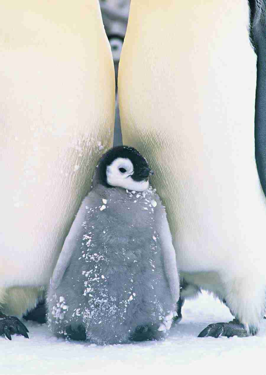 Arctic Animals - Datacraft Sozaijiten  ></a>
<script language=JavaScript> 
  var txt = 