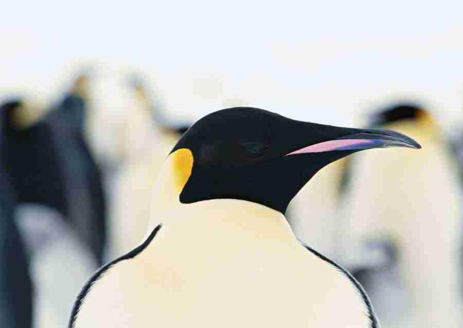 Arctic Animals - Datacraft Sozaijiten  ></a>
<script language=JavaScript> 
  var txt = 