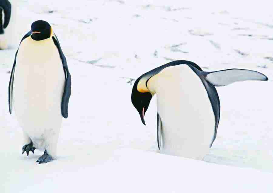 Arctic Animals - Datacraft Sozaijiten  ></a>
<script language=JavaScript> 
  var txt = 