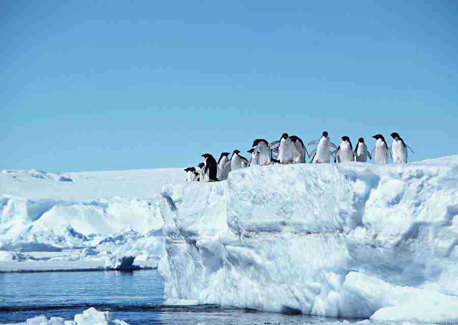 Arctic Animals - Datacraft Sozaijiten  ></a>
<script language=JavaScript> 
  var txt = 
