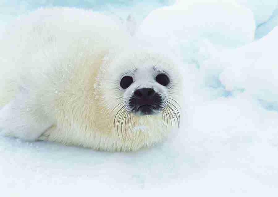 Arctic Animals - Datacraft Sozaijiten  ></a>
<script language=JavaScript> 
  var txt = 