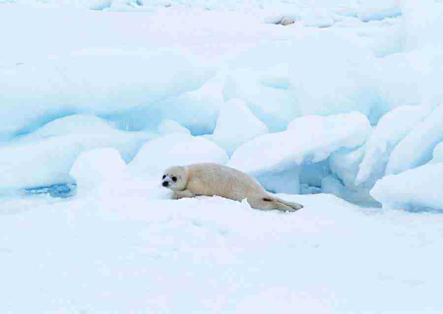 Arctic Animals - Datacraft Sozaijiten  ></a>
<script language=JavaScript> 
  var txt = 