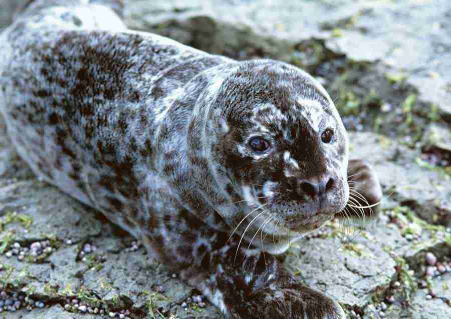 Arctic Animals - Datacraft Sozaijiten  ></a>
<script language=JavaScript> 
  var txt = 