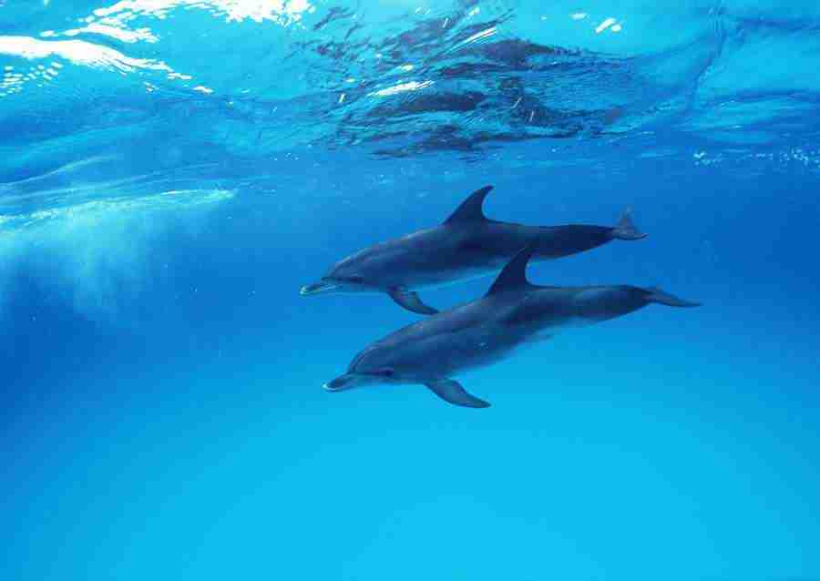 Arctic Animals - Datacraft Sozaijiten  ></a>
<script language=JavaScript> 
  var txt = 