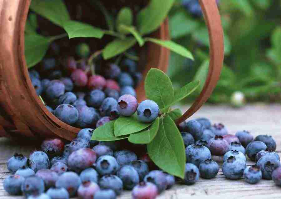 Abundant Harvest of Fruit - Datacraft Sozaijiten  ></a>
<script language=JavaScript> 
  var txt = 