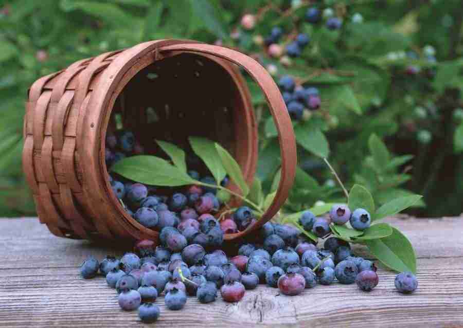 Abundant Harvest of Fruit - Datacraft Sozaijiten  ></a>
<script language=JavaScript> 
  var txt = 