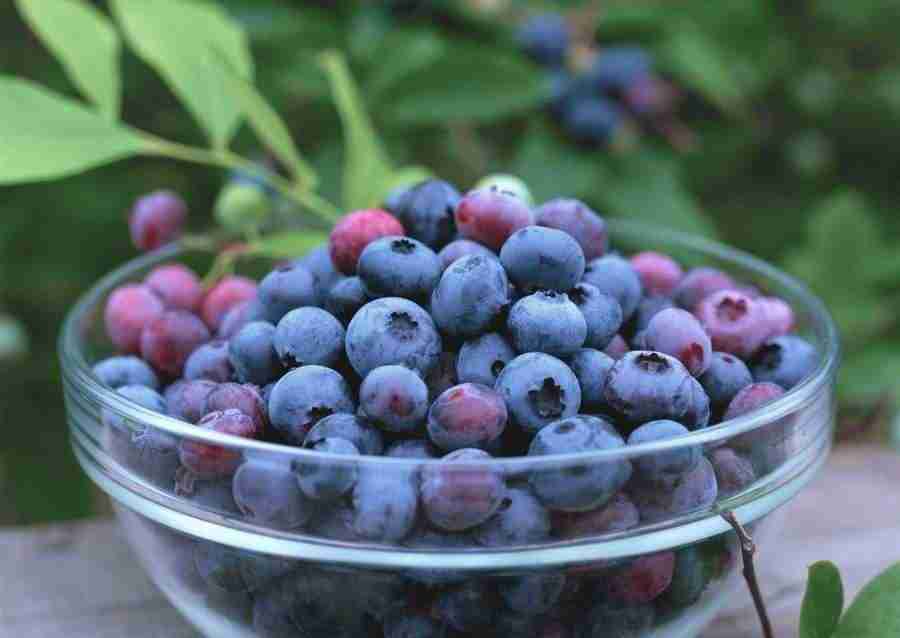 Abundant Harvest of Fruit - Datacraft Sozaijiten  ></a>
<script language=JavaScript> 
  var txt = 