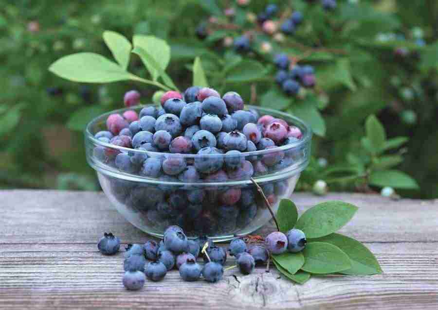 Abundant Harvest of Fruit - Datacraft Sozaijiten  ></a>
<script language=JavaScript> 
  var txt = 
