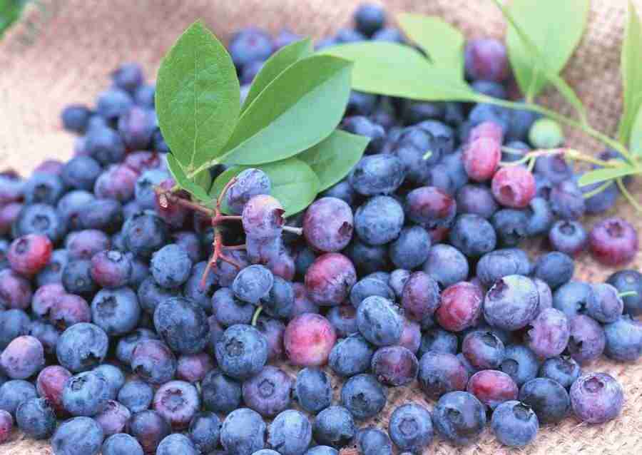 Abundant Harvest of Fruit - Datacraft Sozaijiten  ></a>
<script language=JavaScript> 
  var txt = 