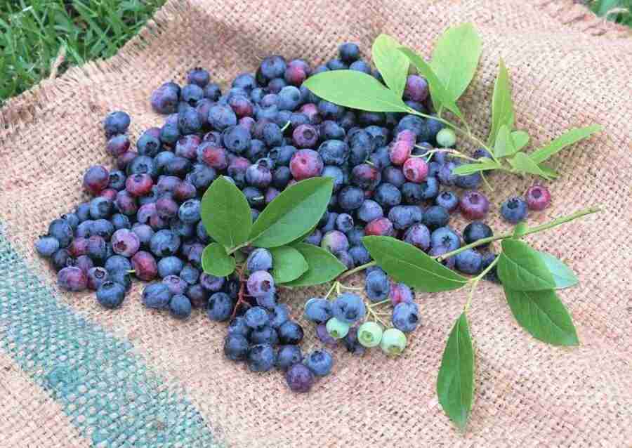 Abundant Harvest of Fruit - Datacraft Sozaijiten  ></a>
<script language=JavaScript> 
  var txt = 