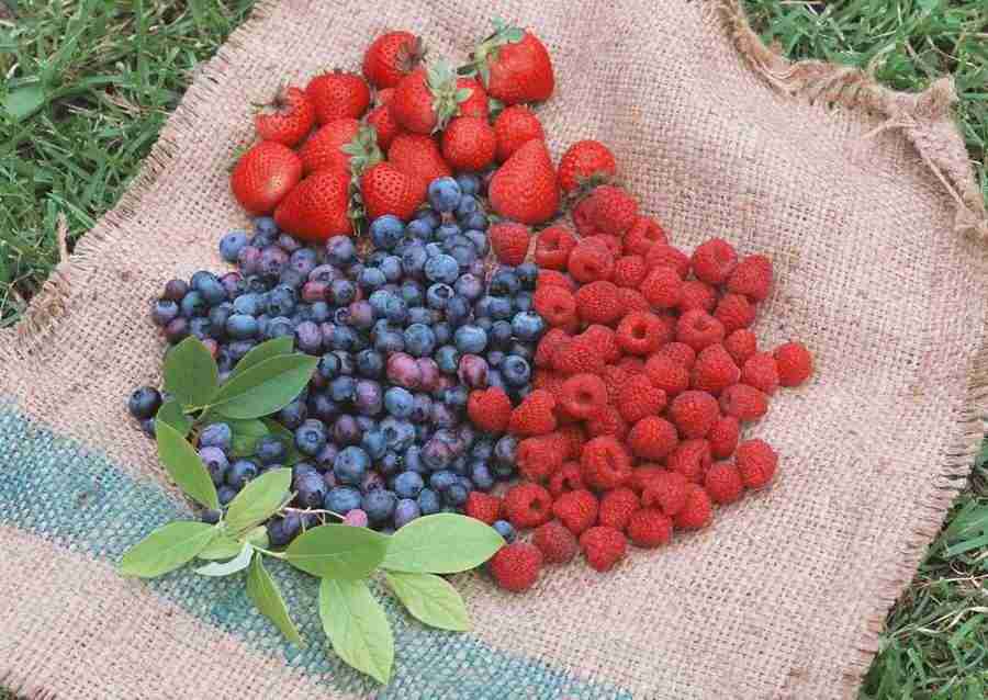 Abundant Harvest of Fruit - Datacraft Sozaijiten  ></a>
<script language=JavaScript> 
  var txt = 