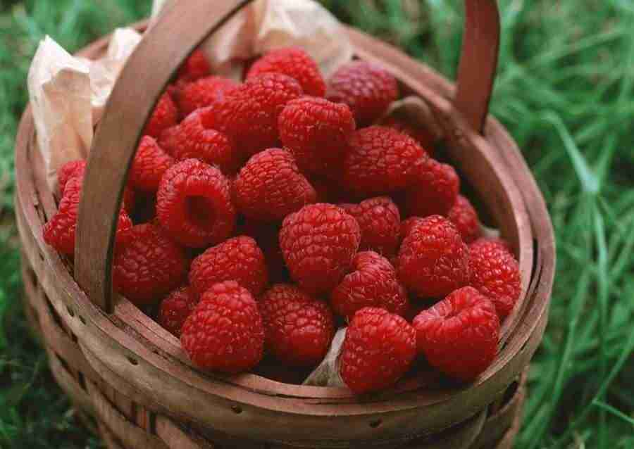 Abundant Harvest of Fruit - Datacraft Sozaijiten  ></a>
<script language=JavaScript> 
  var txt = 