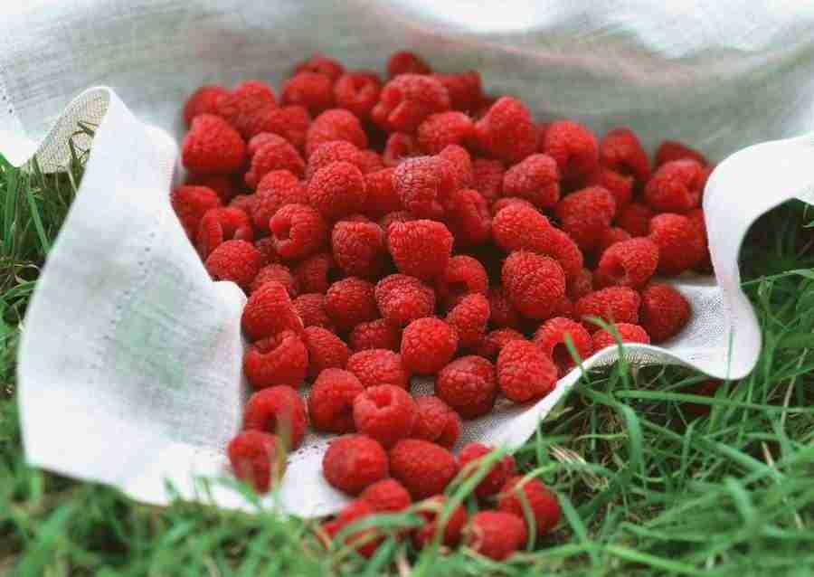 Abundant Harvest of Fruit - Datacraft Sozaijiten  ></a>
<script language=JavaScript> 
  var txt = 