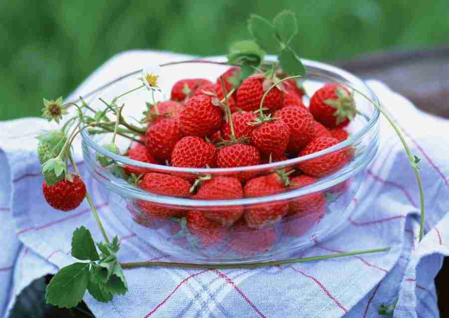 Abundant Harvest of Fruit - Datacraft Sozaijiten  ></a>
<script language=JavaScript> 
  var txt = 
