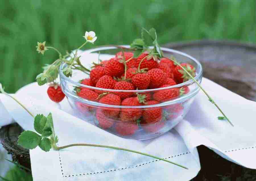 Abundant Harvest of Fruit - Datacraft Sozaijiten  ></a>
<script language=JavaScript> 
  var txt = 