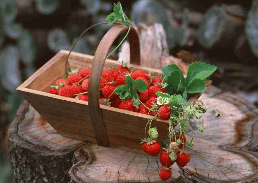 Abundant Harvest of Fruit - Datacraft Sozaijiten  ></a>
<script language=JavaScript> 
  var txt = 