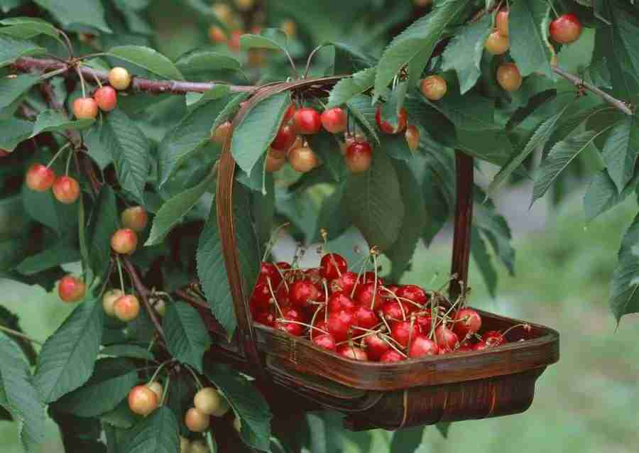Abundant Harvest of Fruit - Datacraft Sozaijiten  ></a>
<script language=JavaScript> 
  var txt = 