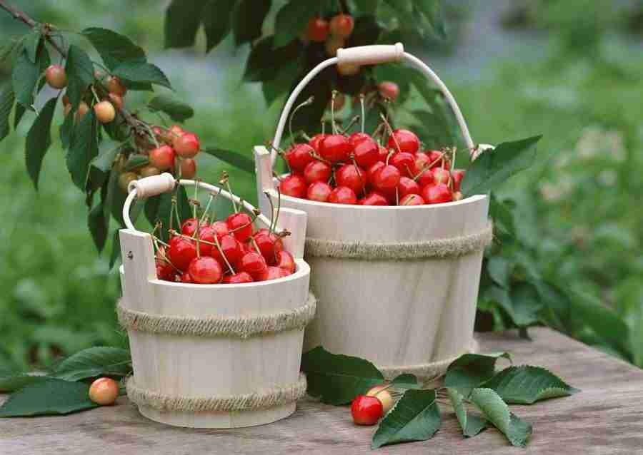 Abundant Harvest of Fruit - Datacraft Sozaijiten  ></a>
<script language=JavaScript> 
  var txt = 