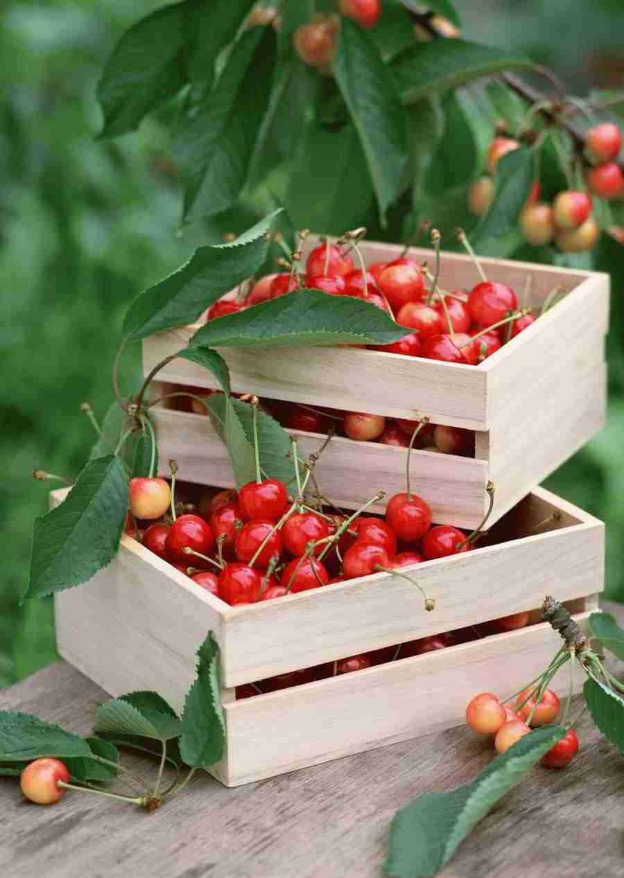 Abundant Harvest of Fruit - Datacraft Sozaijiten  ></a>
<script language=JavaScript> 
  var txt = 