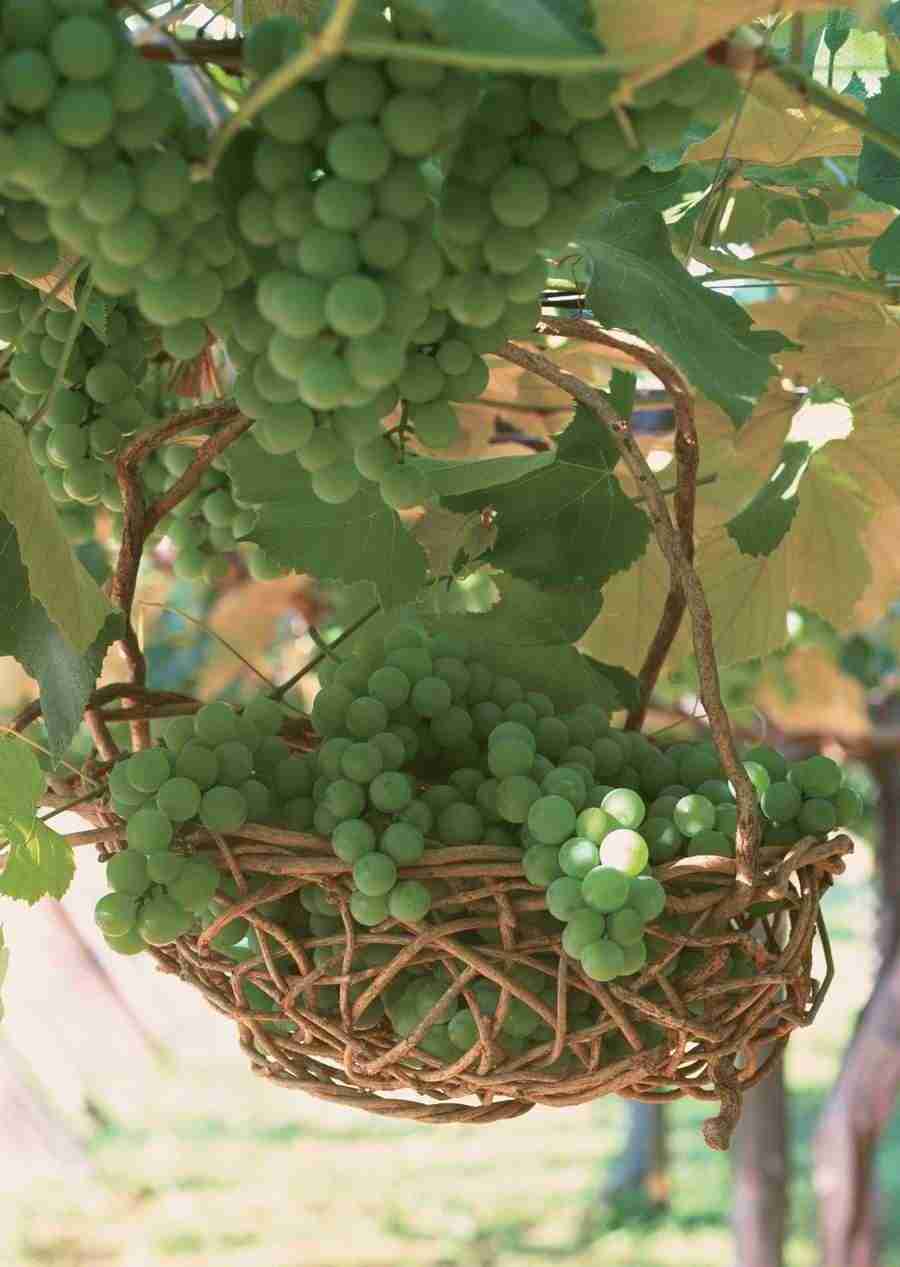 Abundant Harvest of Fruit - Datacraft Sozaijiten  ></a>
<script language=JavaScript> 
  var txt = 