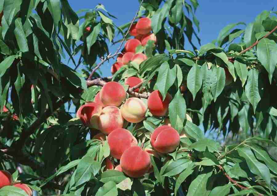 Abundant Harvest of Fruit - Datacraft Sozaijiten  ></a>
<script language=JavaScript> 
  var txt = 