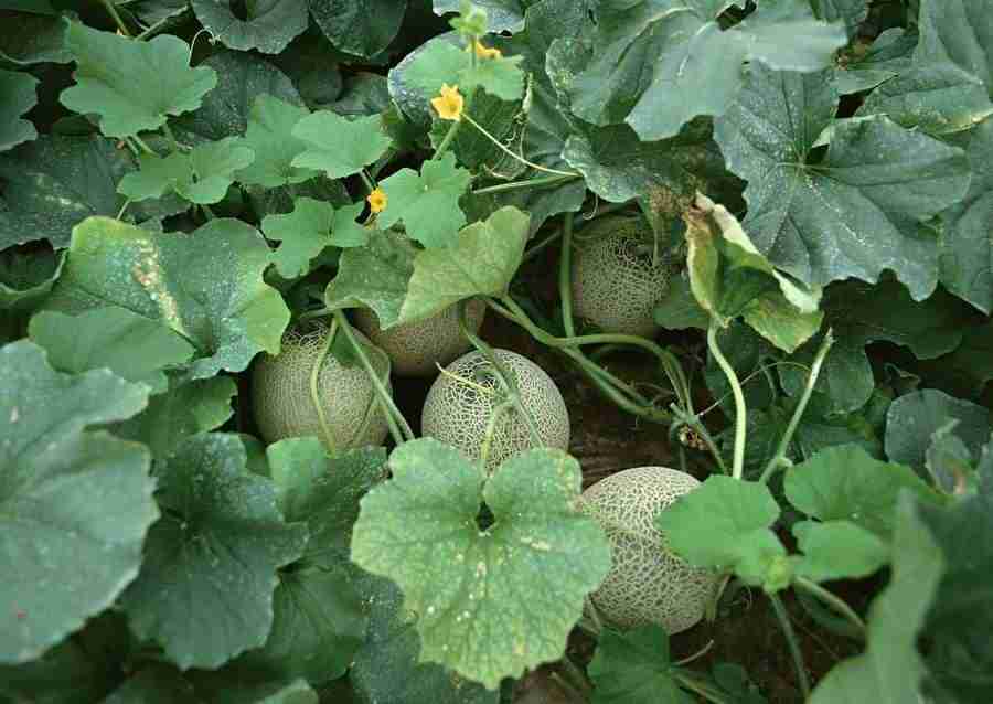Abundant Harvest of Fruit - Datacraft Sozaijiten  ></a>
<script language=JavaScript> 
  var txt = 