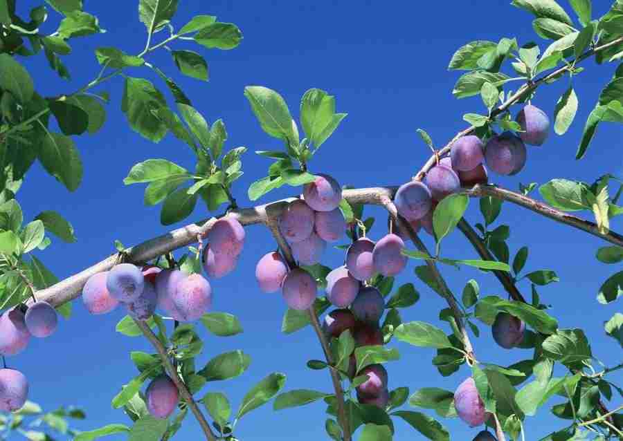 Abundant Harvest of Fruit - Datacraft Sozaijiten  ></a>
<script language=JavaScript> 
  var txt = 