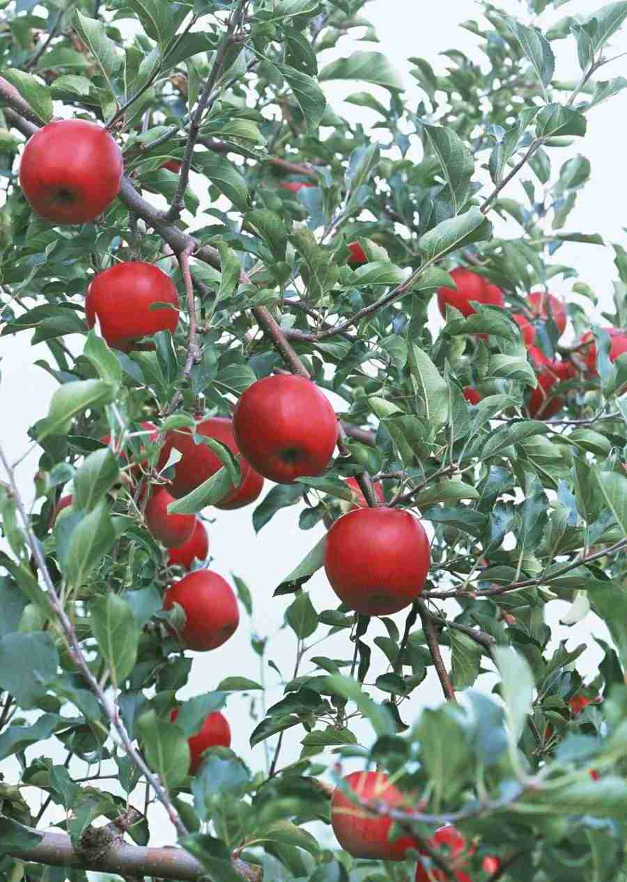 Abundant Harvest of Fruit - Datacraft Sozaijiten  ></a>
<script language=JavaScript> 
  var txt = 